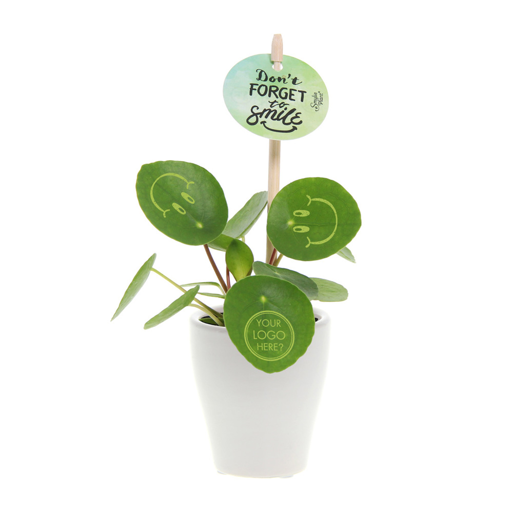Smylieplant® Happy in keramieke pot (small), In giftbox