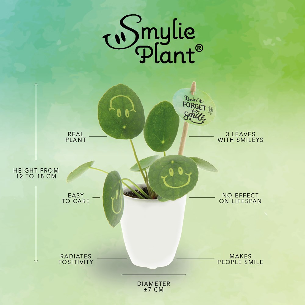 Smylieplant® Happy in keramieke pot (small), In giftbox