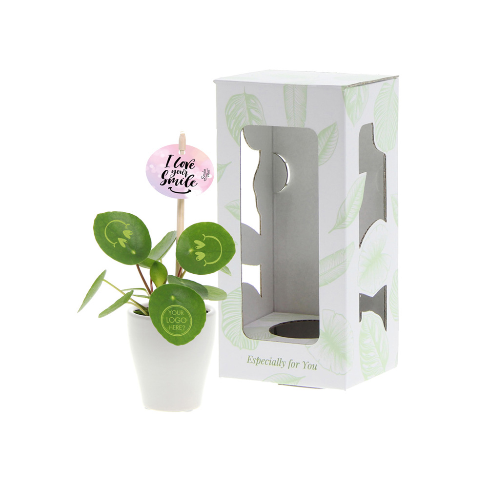 Smylieplant® Happy in keramieke pot (small), In giftbox