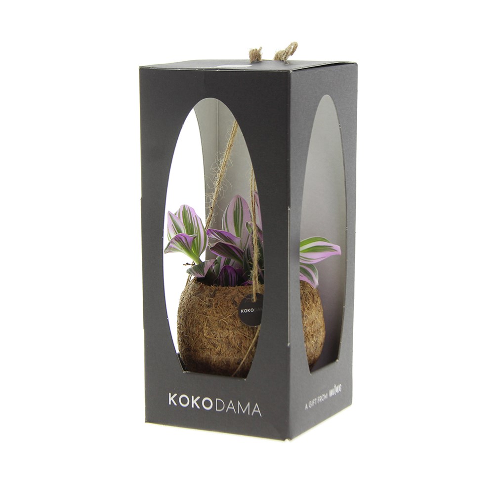 Kokodama® - Green mix (S), In giftbox