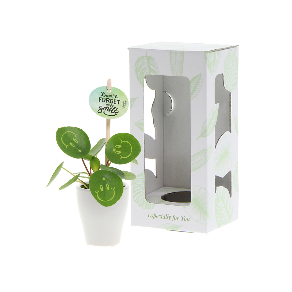 Smylieplant® Happy in keramieke pot (small), In giftbox