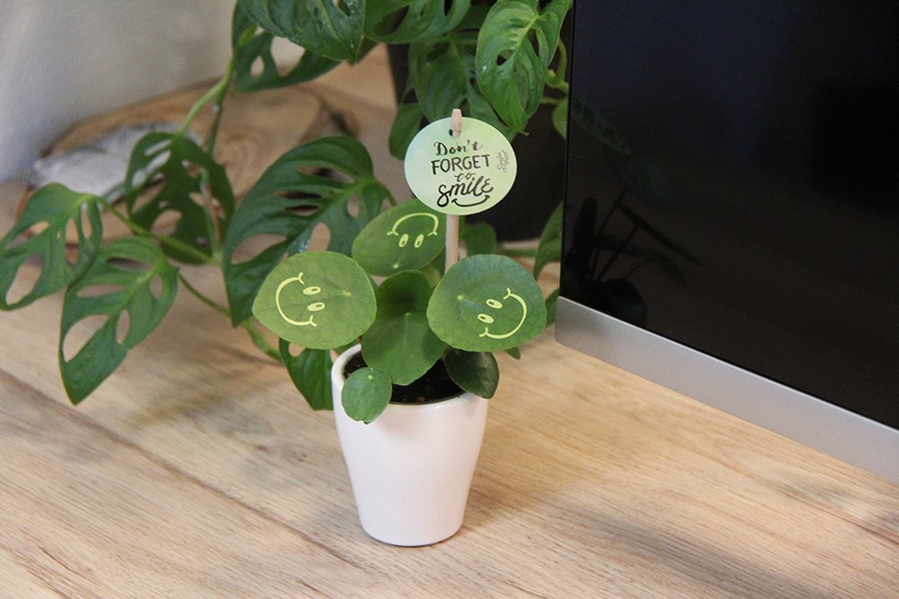 Smylieplant® Happy in keramieke pot (small), In giftbox